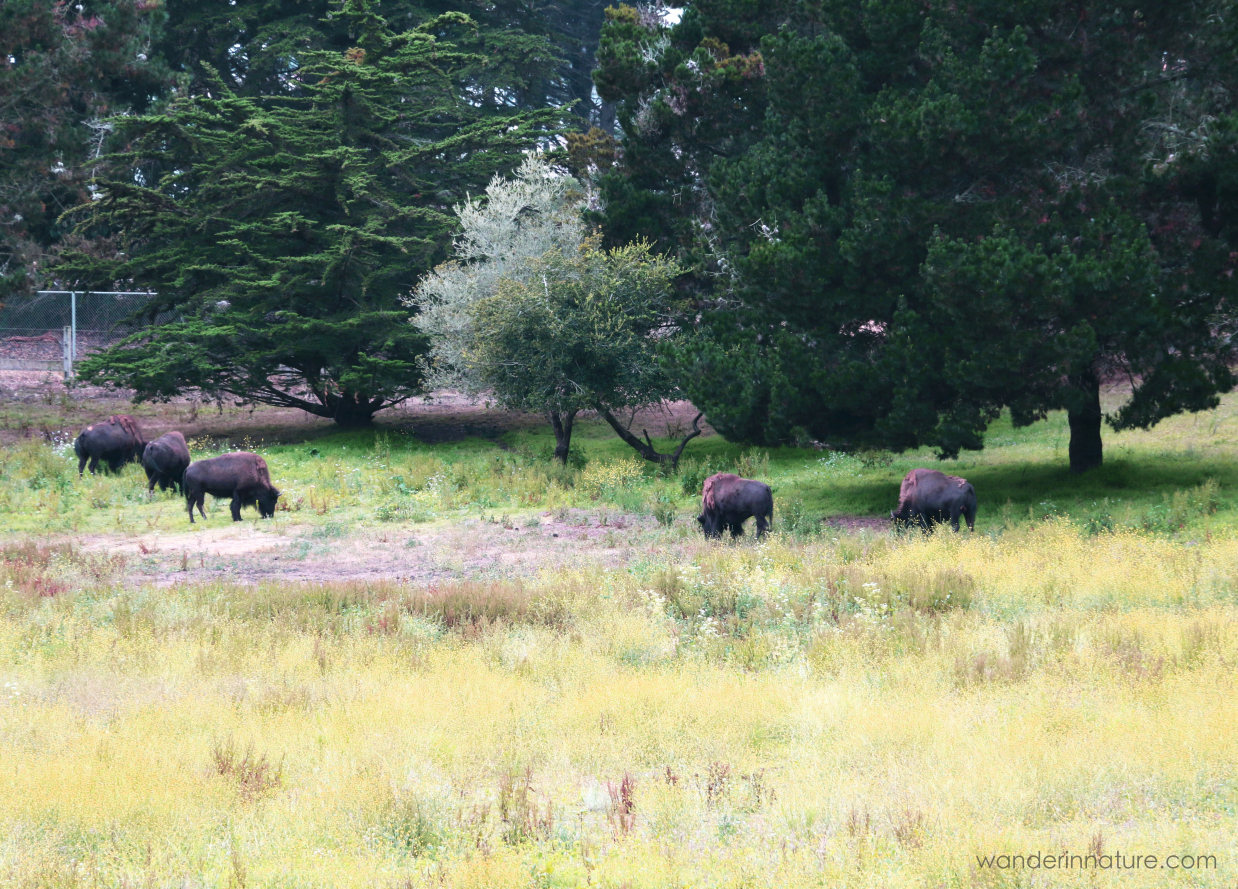 The bison of San Fransisco