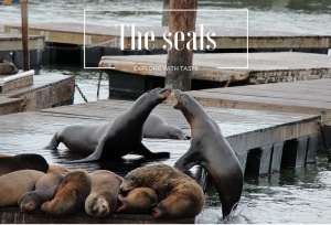 The seals on pier 39