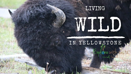 Living wild in Yellowstone