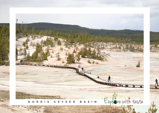 Norris Geyser Basin 6